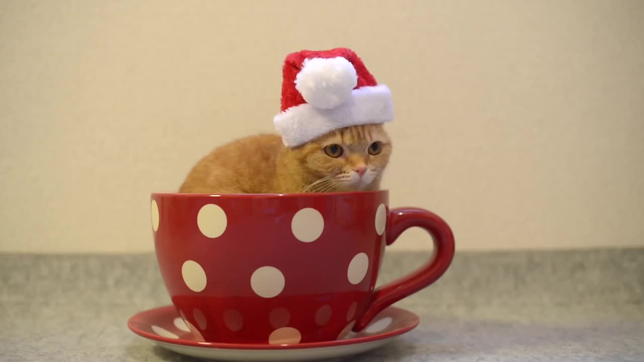 Коте с коледна шапчица в чаша .. Сладур ..