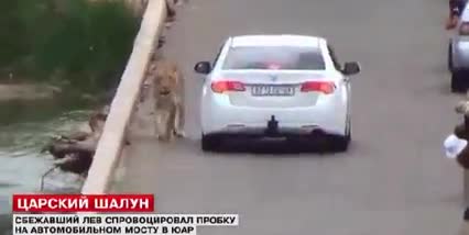 Паника! Лъвът избяга от зоопарка, поразходи се и се върна обратно в зоопарка.