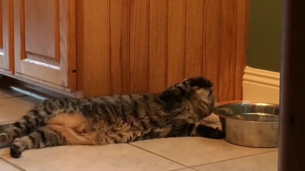 Мързеливо коте дори не става за да пие вода