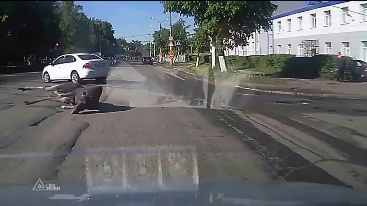 Лос в центъра на Костром