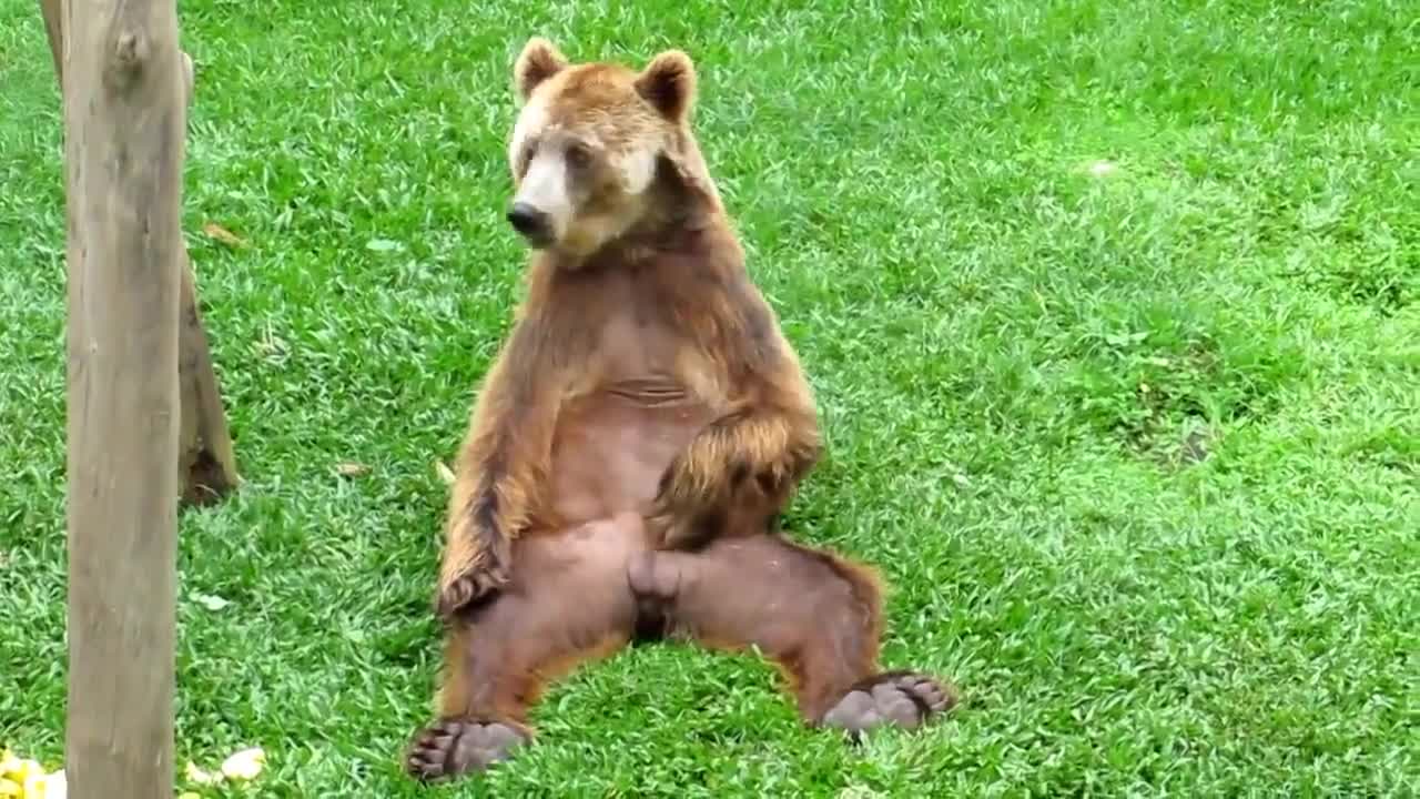 Стриптиз Медведи Порно