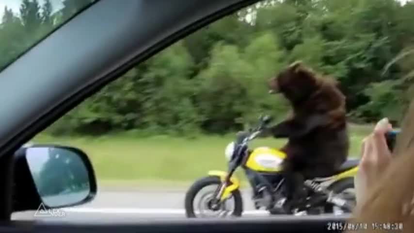 Звяр на мотор