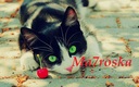 ma7roska