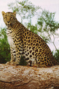 tigara