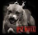 pitbull_diamond