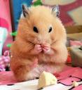 hamster4eto0