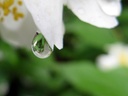 rosalinda2