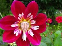 tana66