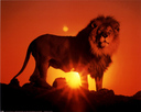 golden_lion_head