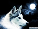 bogi_04