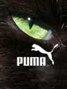 numar