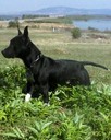 rockydog