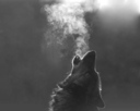 bad_wolf
