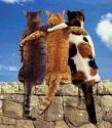 catsmartprovc