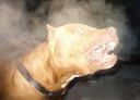 pitbullporoda