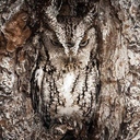 raiziger