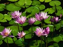 nerla