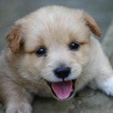 roxy_so_cute