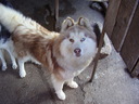 lulik