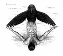 theravenpz