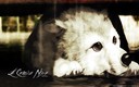 bqla_no6t