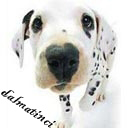 dalmatinci