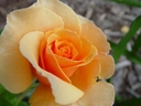 evelinfa