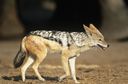thejackal9