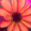 flower97