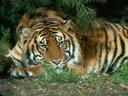 jokera_bss