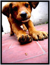 sweet_puppy