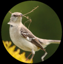 x_mockingbird