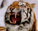 r8_tiger