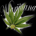 cannabis_sativa