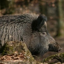 ramonta