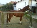 sadik_bg
