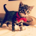 maci_paci_9856
