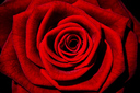 rosenrot_