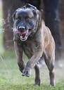 k9malinois