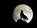akamaru_fen4e