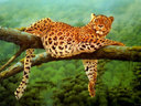 leoparda1993