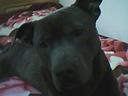 pupsyyy