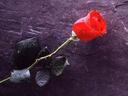 sisa1974_1974