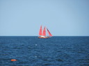 mimoza_7117