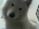 sun4oniki