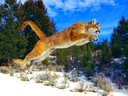 malkite_tigari