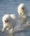 samoyed