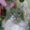 il18