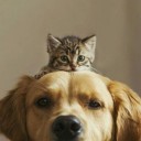 doni_02
