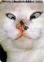 bad_garl3
